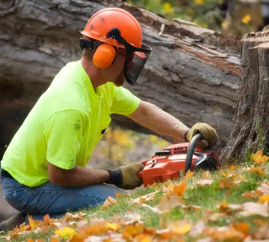 tree services West Branch